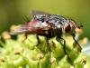 Peleteria iavana